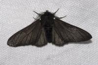 Peppered moth Olaf Leillinger.jpg Peppered moth Olaf Leillinger.jpg